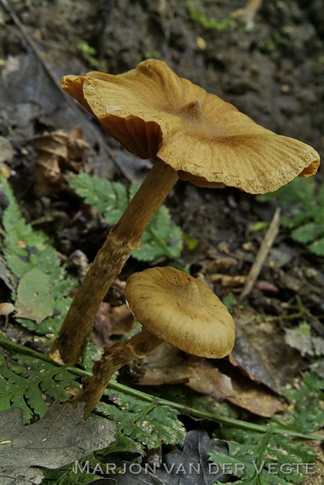 Wijdplaatgordijnzwam - Cortinarius safranopes